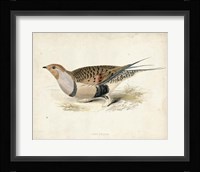 Morris Pheasants V Fine Art Print