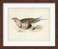 Morris Pheasants V Fine Art Print