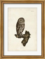 Little Owl Fine Art Print