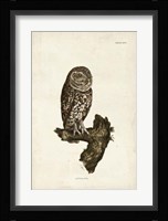 Little Owl Fine Art Print