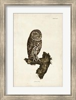 Little Owl Fine Art Print