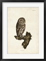 Little Owl Fine Art Print