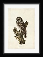 Tengmalm's Owl Fine Art Print
