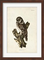Tengmalm's Owl Fine Art Print