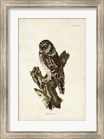 Tengmalm's Owl Fine Art Print