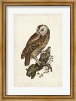 Tawny Owl Fine Art Print
