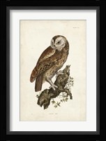 Tawny Owl Fine Art Print