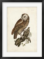 Tawny Owl Fine Art Print