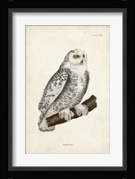 Snowy Owl Fine Art Print