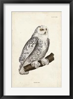 Snowy Owl Fine Art Print