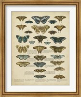 Tabula de Papilio Fine Art Print