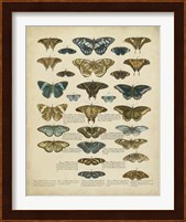 Tabula de Papilio Fine Art Print