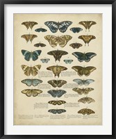 Tabula de Papilio Fine Art Print