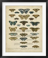 Tabula de Papilio Fine Art Print