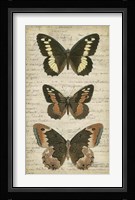 Butterfly Script I Framed Print