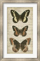 Butterfly Script I Fine Art Print