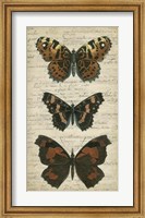 Butterfly Script II Fine Art Print