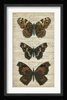 Butterfly Script II Fine Art Print