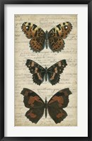 Butterfly Script II Framed Print