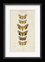 Pauquet Butterflies I Framed Print