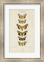 Pauquet Butterflies I Fine Art Print