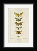 Pauquet Butterflies II Framed Print