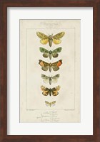 Pauquet Butterflies II Fine Art Print