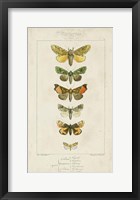 Pauquet Butterflies II Fine Art Print