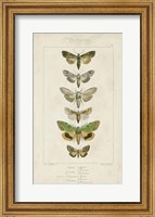 Pauquet Butterflies III Fine Art Print