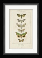 Pauquet Butterflies III Framed Print