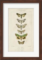 Pauquet Butterflies III Fine Art Print