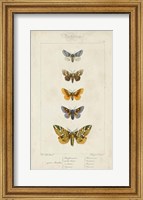 Pauquet Butterflies IV Fine Art Print