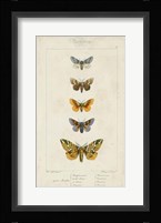 Pauquet Butterflies IV Framed Print