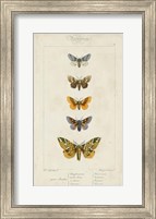Pauquet Butterflies IV Fine Art Print