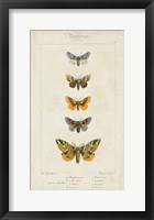 Pauquet Butterflies IV Fine Art Print