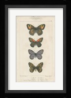 Pauquet Butterflies V Framed Print