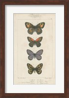 Pauquet Butterflies V Fine Art Print