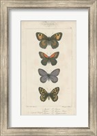 Pauquet Butterflies V Fine Art Print