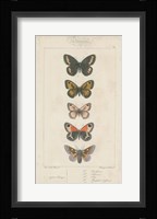 Pauquet Butterflies VI Fine Art Print