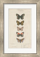 Pauquet Butterflies VI Fine Art Print
