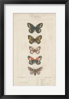 Pauquet Butterflies VI Fine Art Print