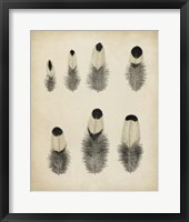 Vintage Feathers II Fine Art Print