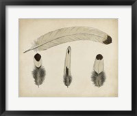 Vintage Feathers V Fine Art Print