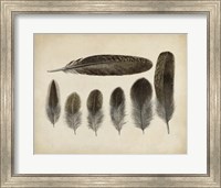 Vintage Feathers VI Fine Art Print