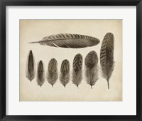 Vintage Feathers VIII Fine Art Print