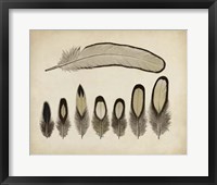 Vintage Feathers IX Fine Art Print
