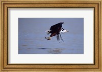 African Fish eagle (Haliaeetus vocifer) flying with a fish in its claws Fine Art Print