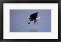 African Fish eagle (Haliaeetus vocifer) flying with a fish in its claws Fine Art Print