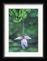 Banana Flower Fine Art Print