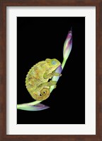 Close-up of a chameleon sitting on a flower, Tanzania Fine Art Print